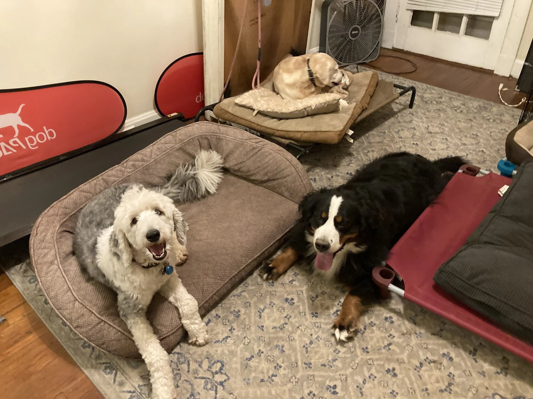 Best Paw Forward K9 Training