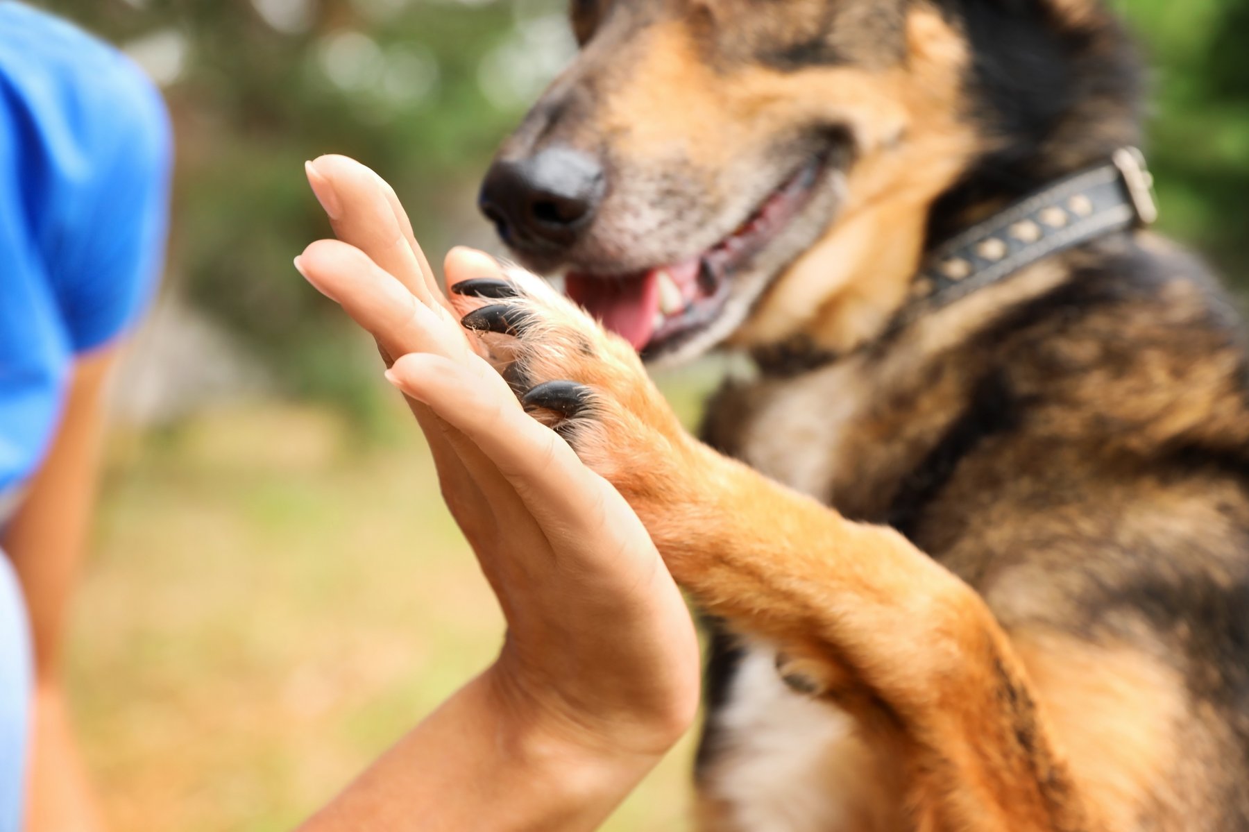The Enriched Dog