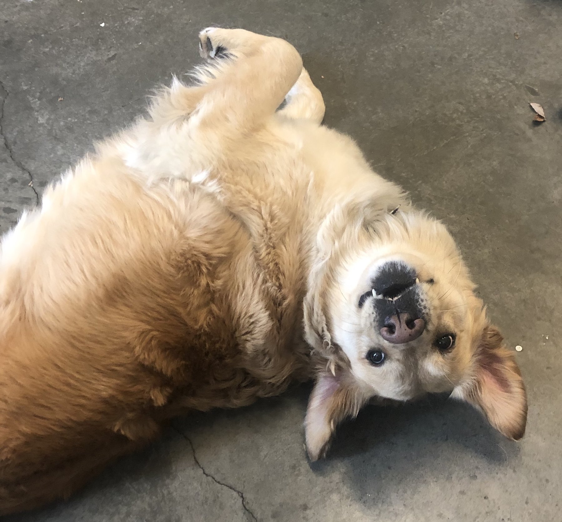 Get Sit Done Dog Training
