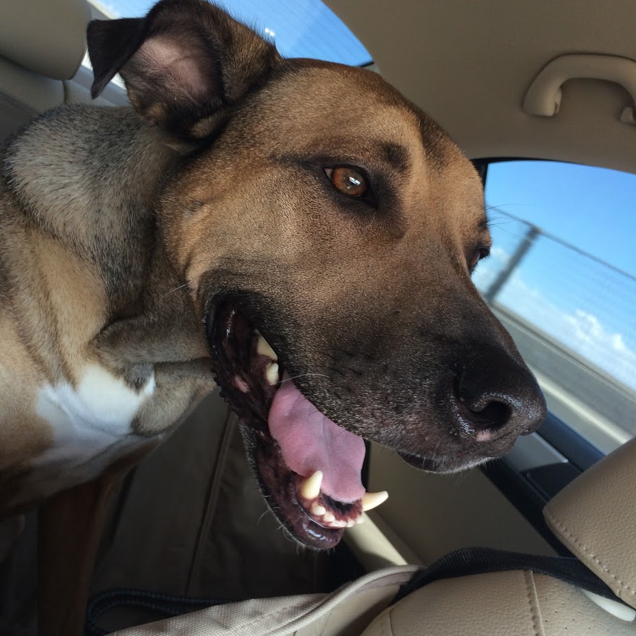 Chill Out Dog Training South Denver