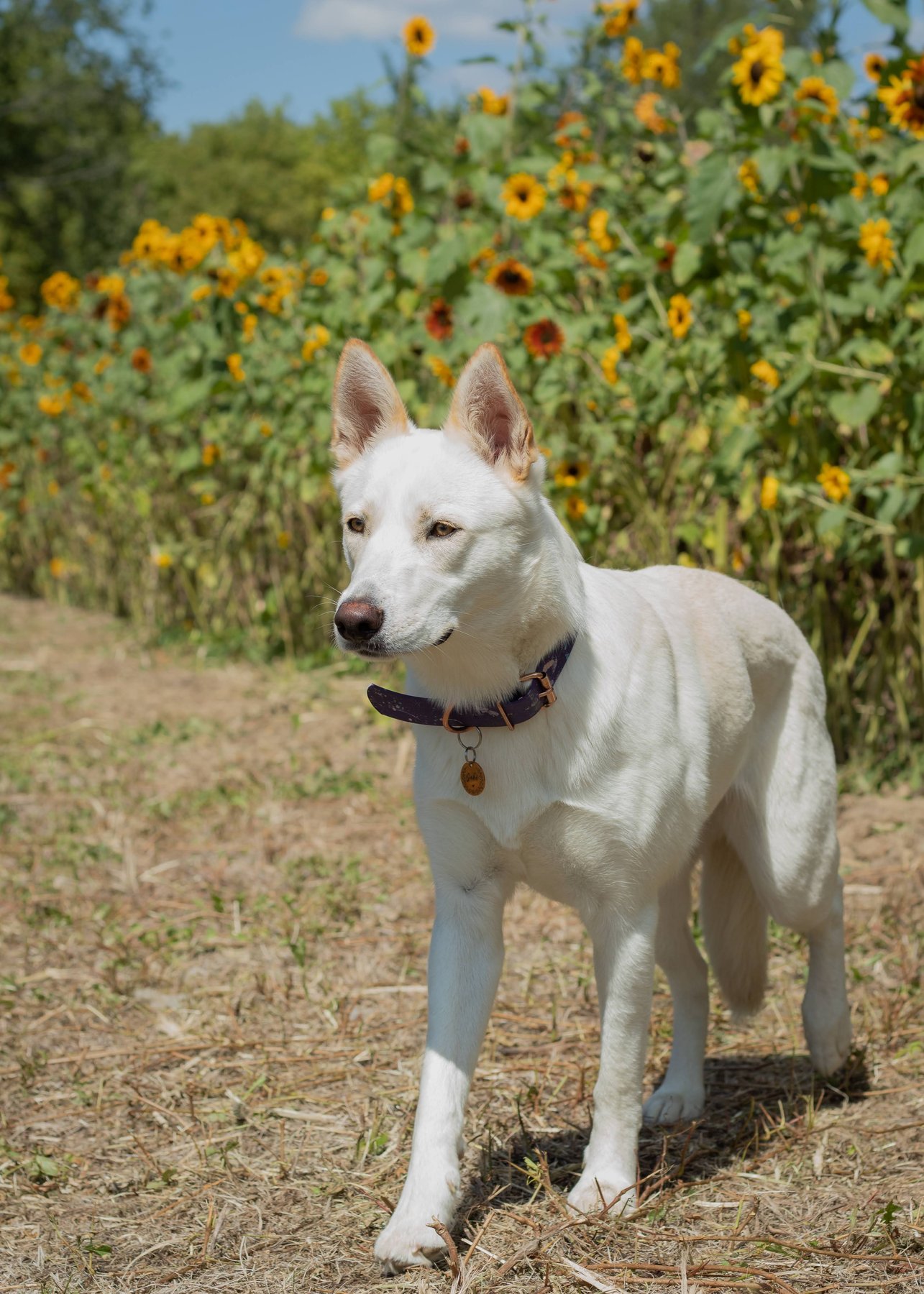 Canine Companion- Abbie Volpone, LLC — dog trainer in Ann Arbor, MI