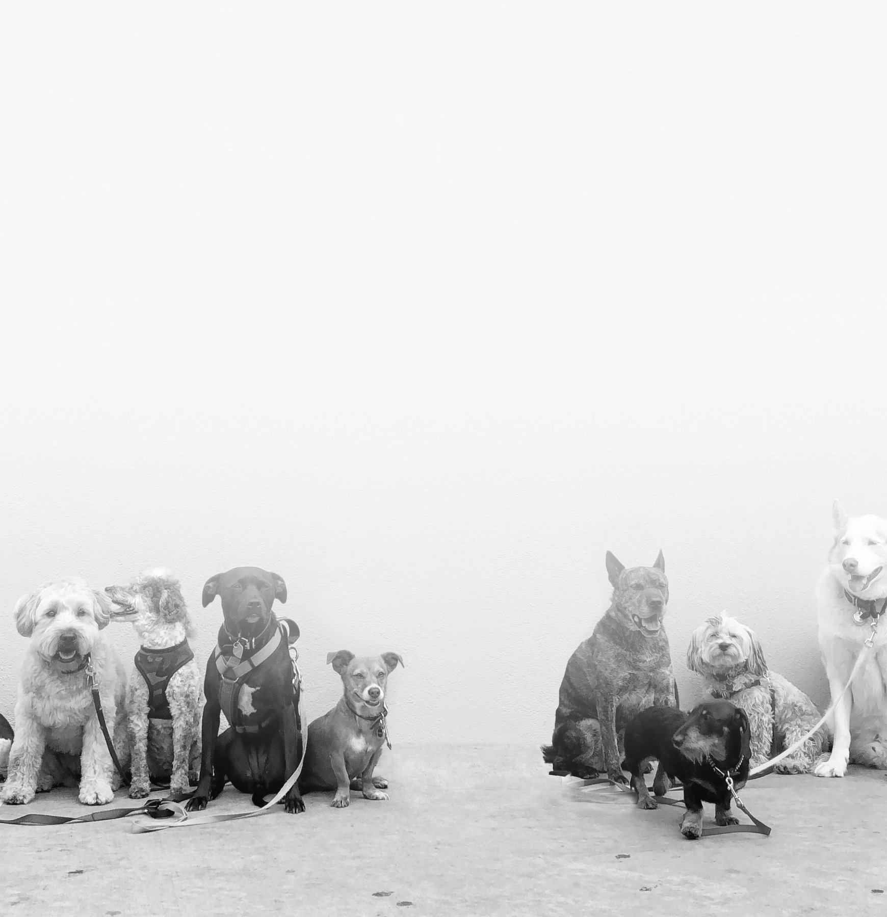 The Woofman Long Island Dog Training / Behavior