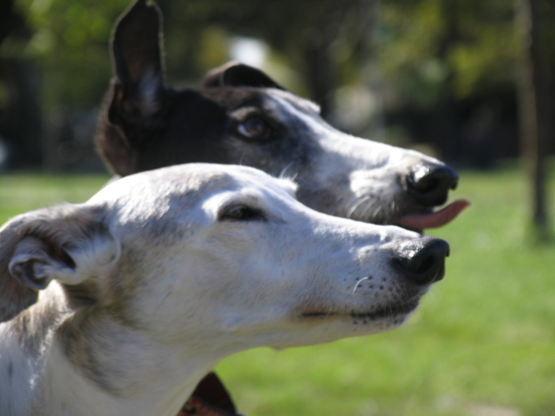 Wag the Dog NYC–Urban Dog Training
