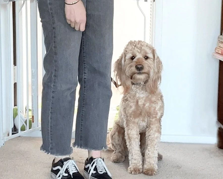 Dog Savvy | Positive Dog Training