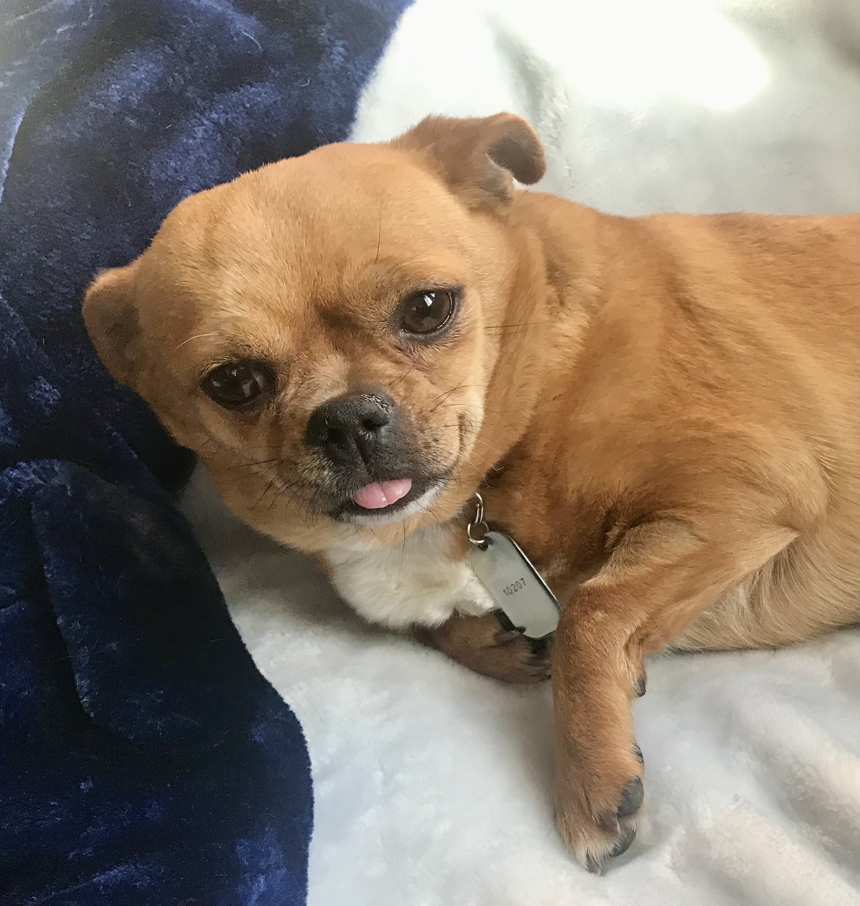 Maggie’s Canine Connection