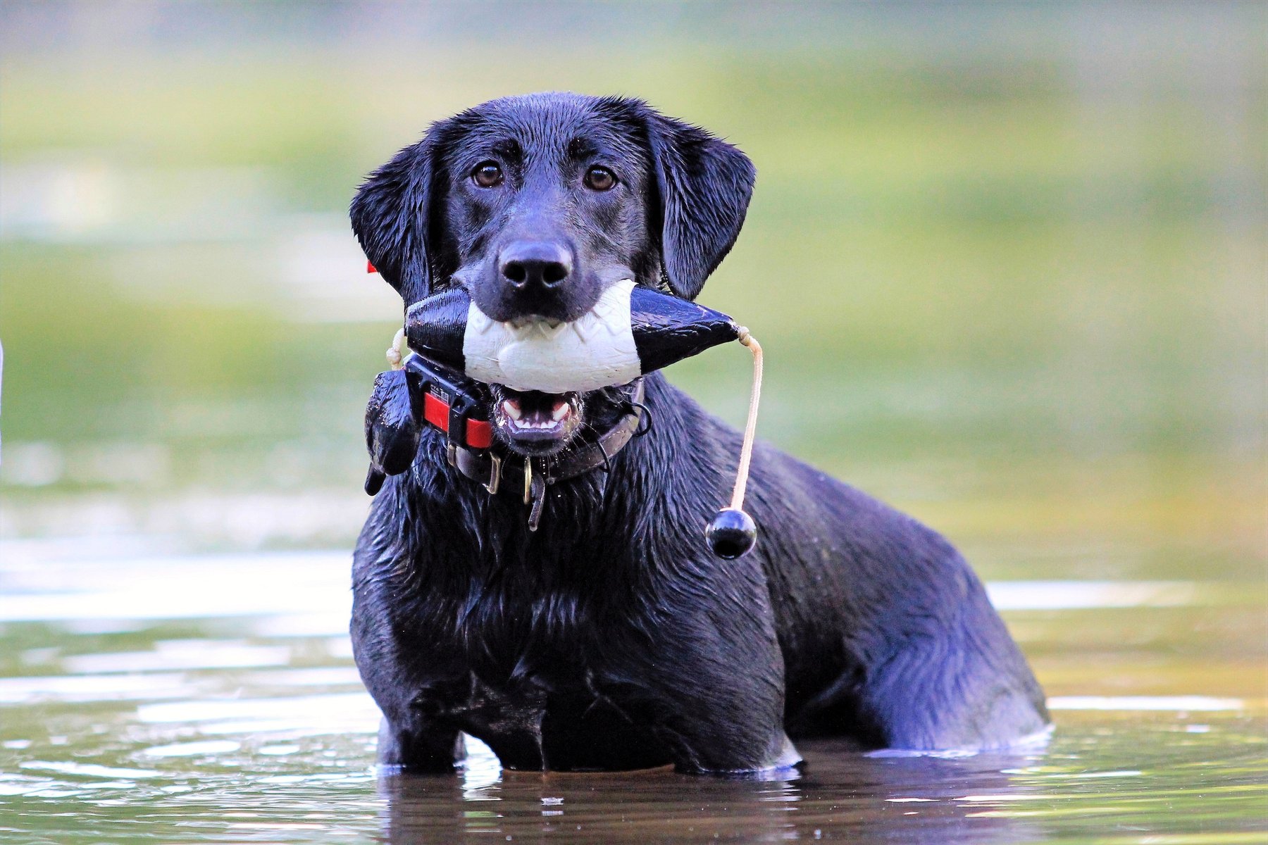 West Wind Retrievers and Training
