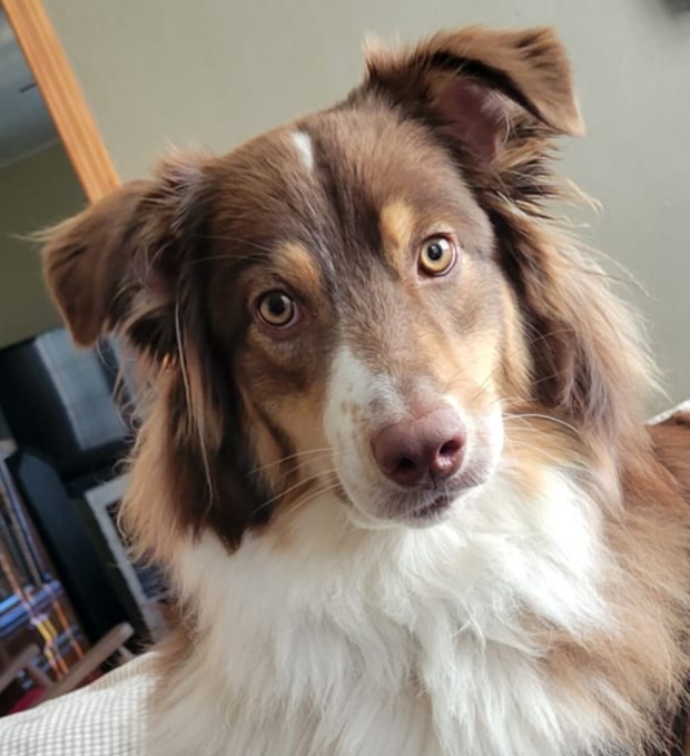 Pawsibilities Pet Training