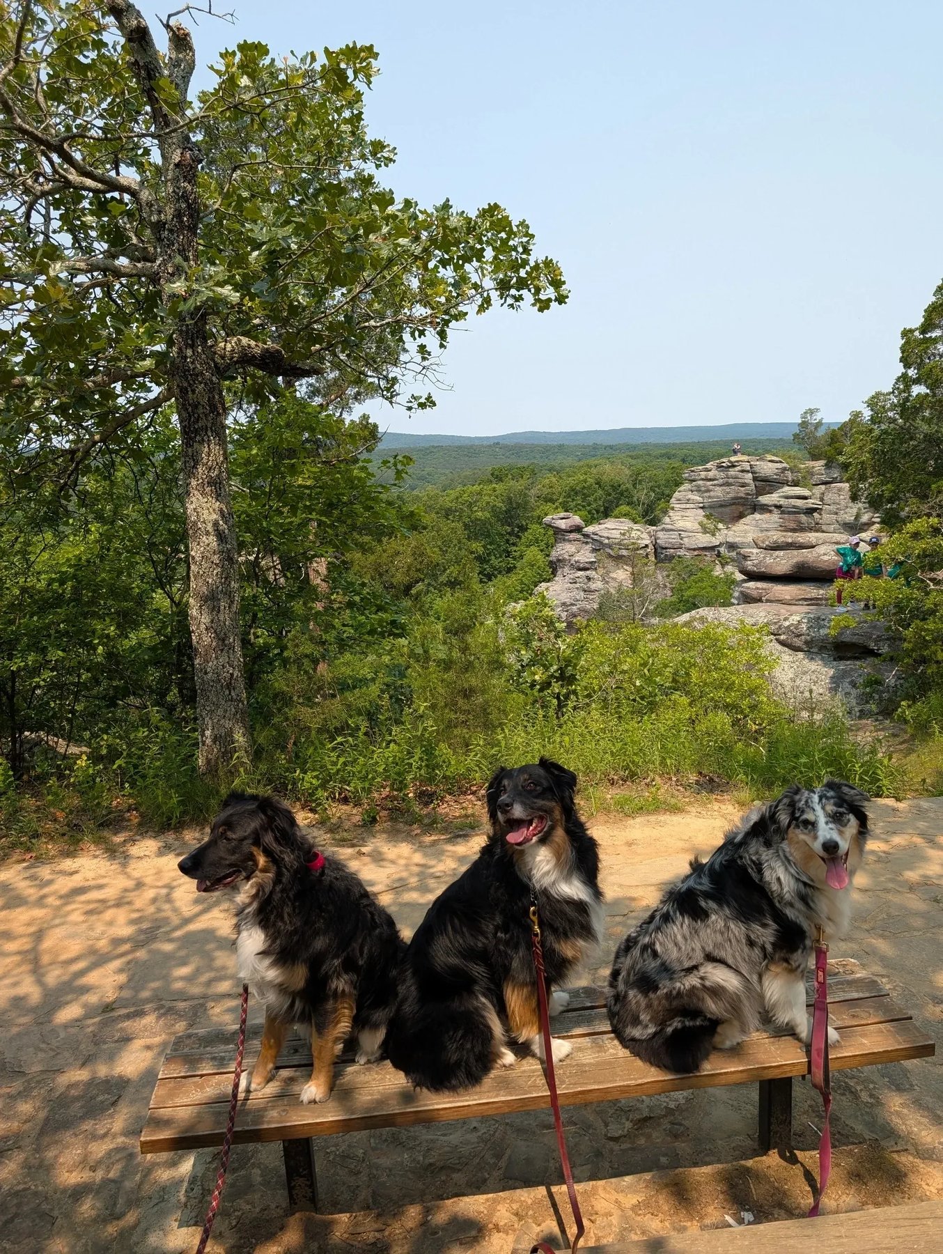 Good Spirited K9 — dog trainer in LaSalle County, IL