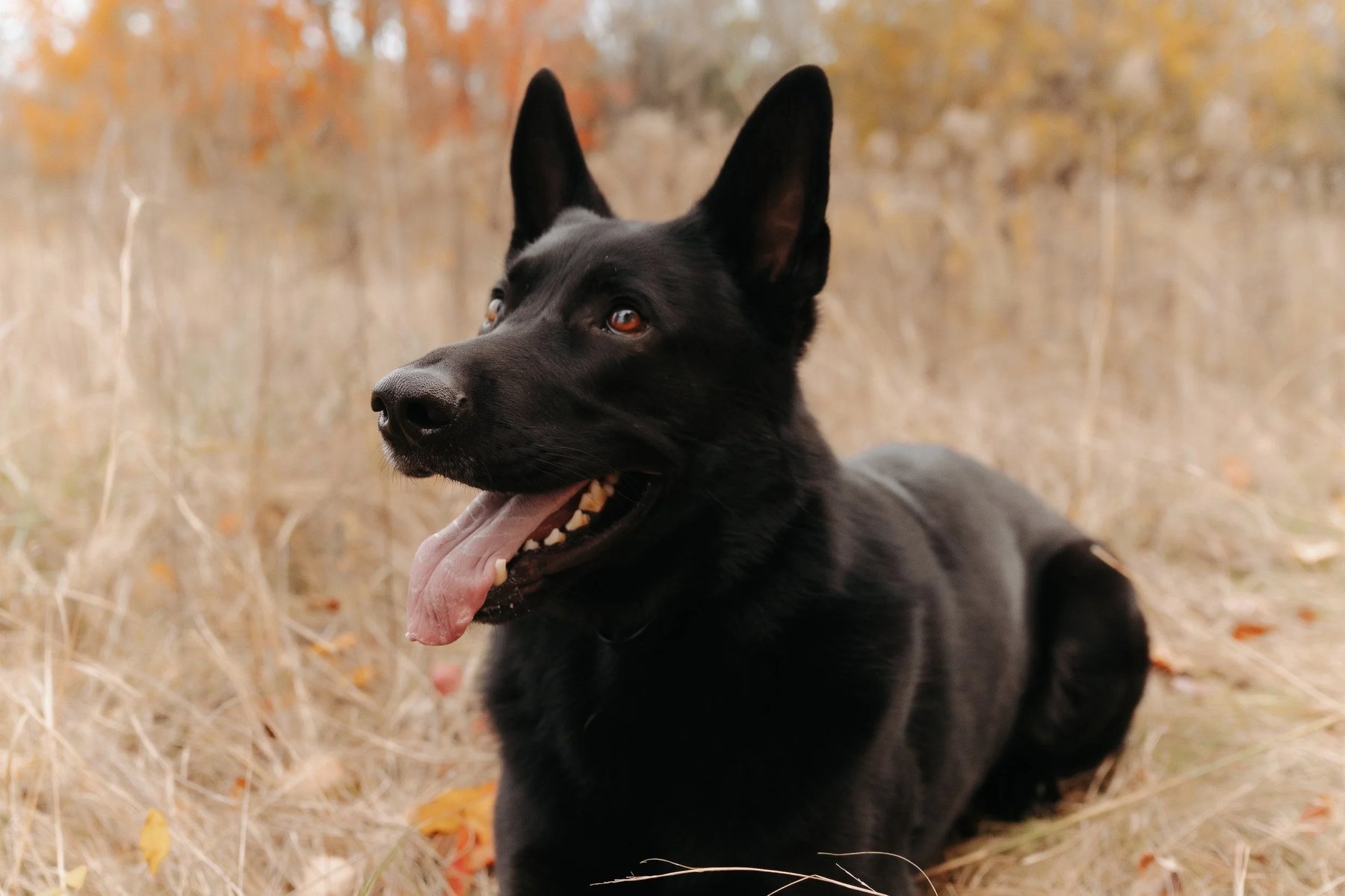 Indie's Dog Training — dog trainer in Wichita, KS