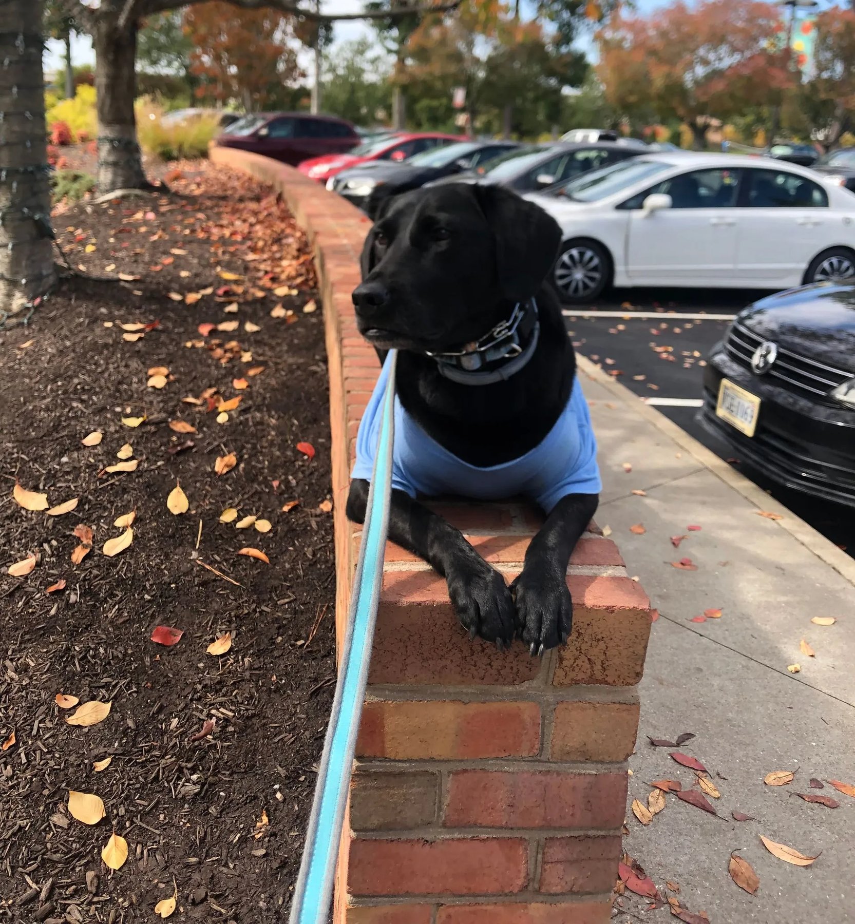 Better Bond Canine