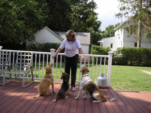 Happy Paws K-9 Academy