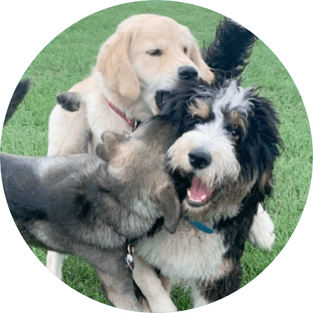 Premier K9 Center of Minnesota