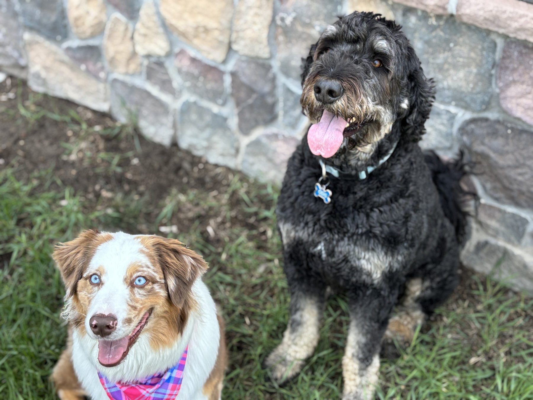 Stone Mountain Pet Lodge – Champlin Park
