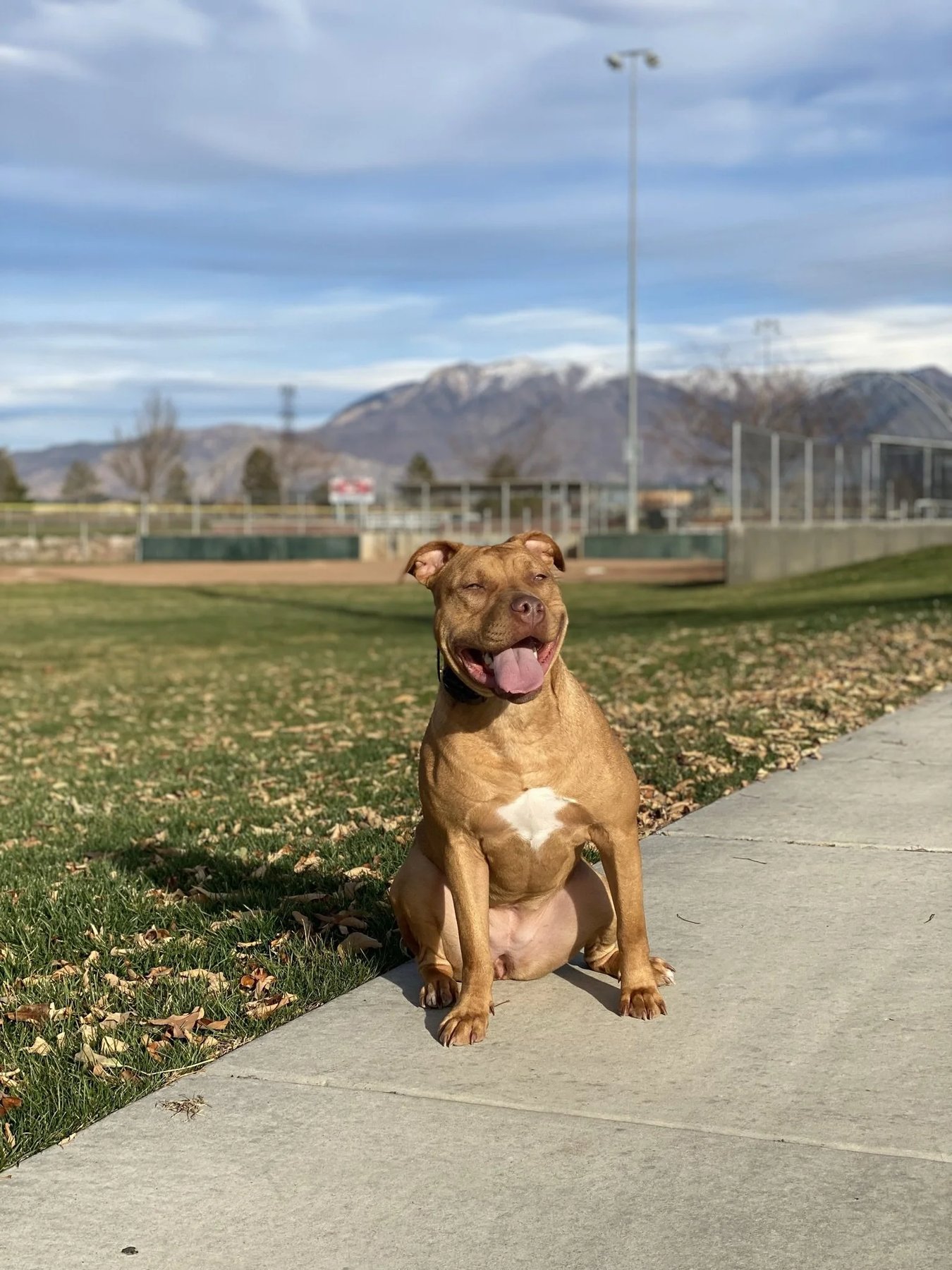 Utah K9 Academy
