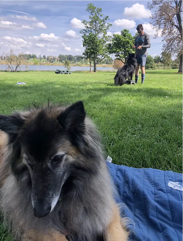 Padfoot Pets