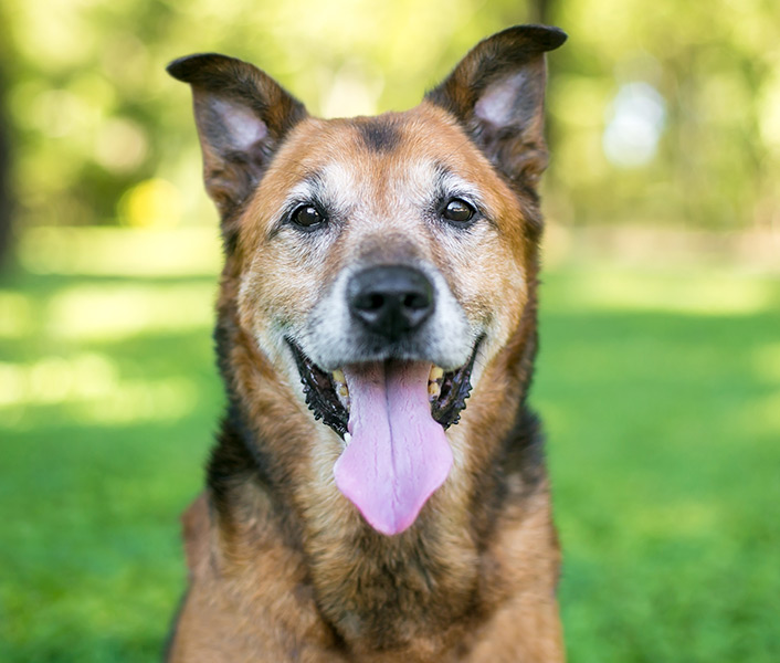 Humane Society of Boulder Valley Training and Behavior Services