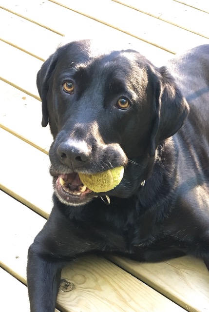Arizona Dog Training