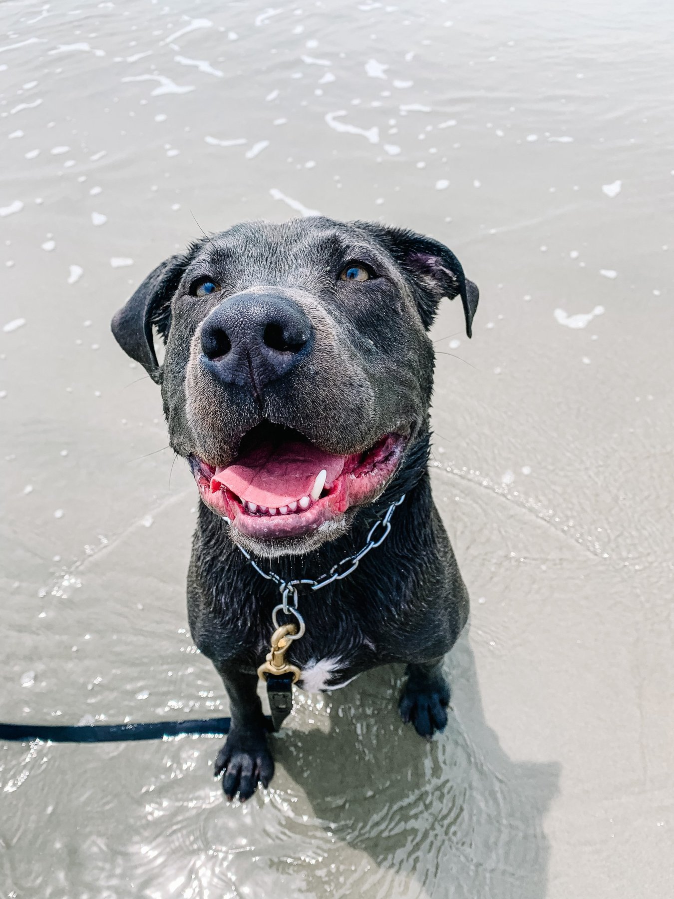 Boosted K9 Dog Training