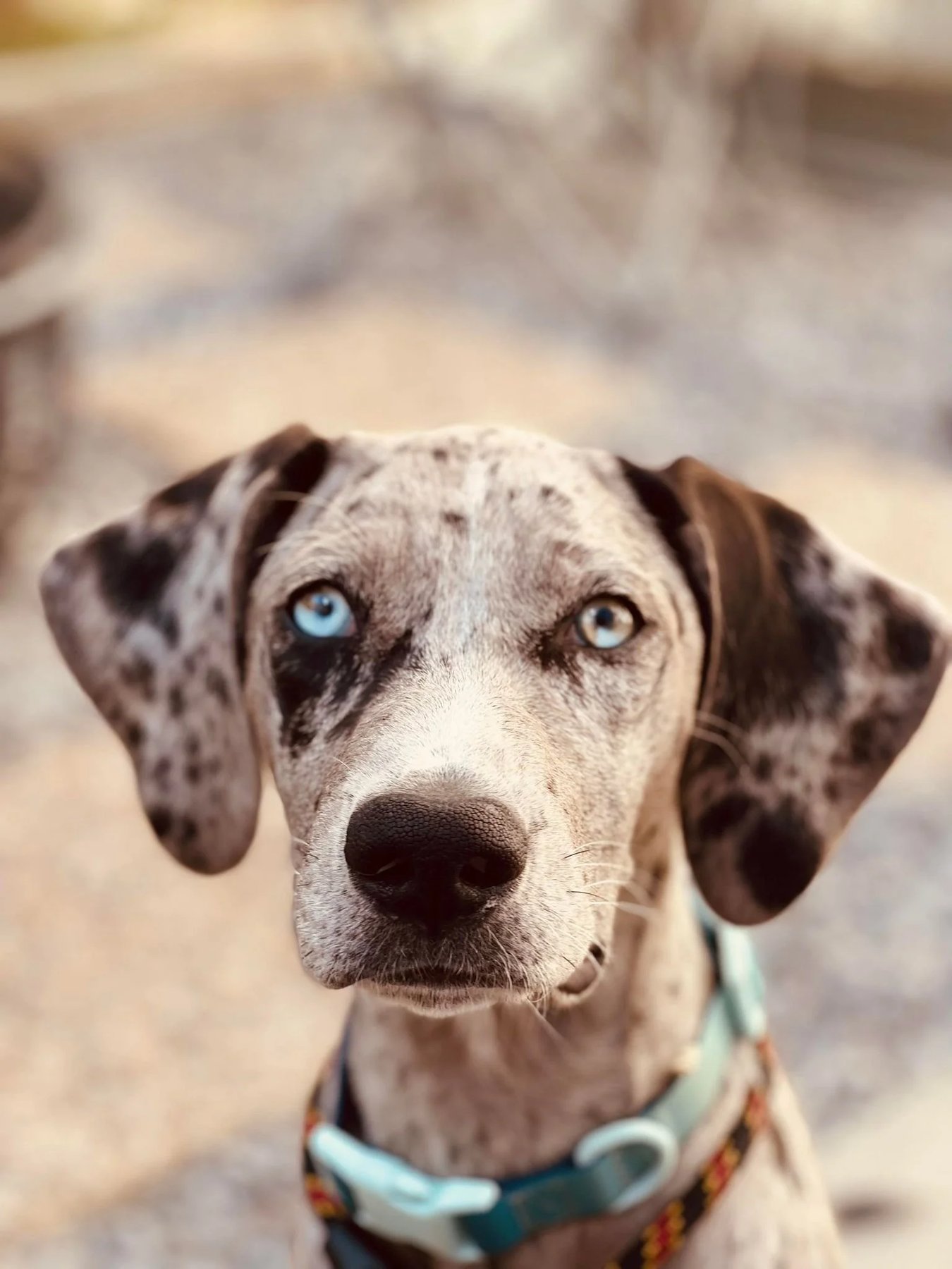 Trifecta Dog Training — dog trainer in Provo, UT