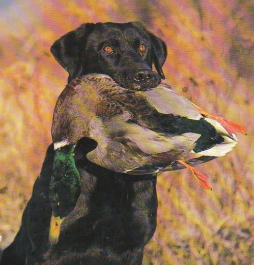 Wind River Kennel — dog trainer in Fond du Lac, WI