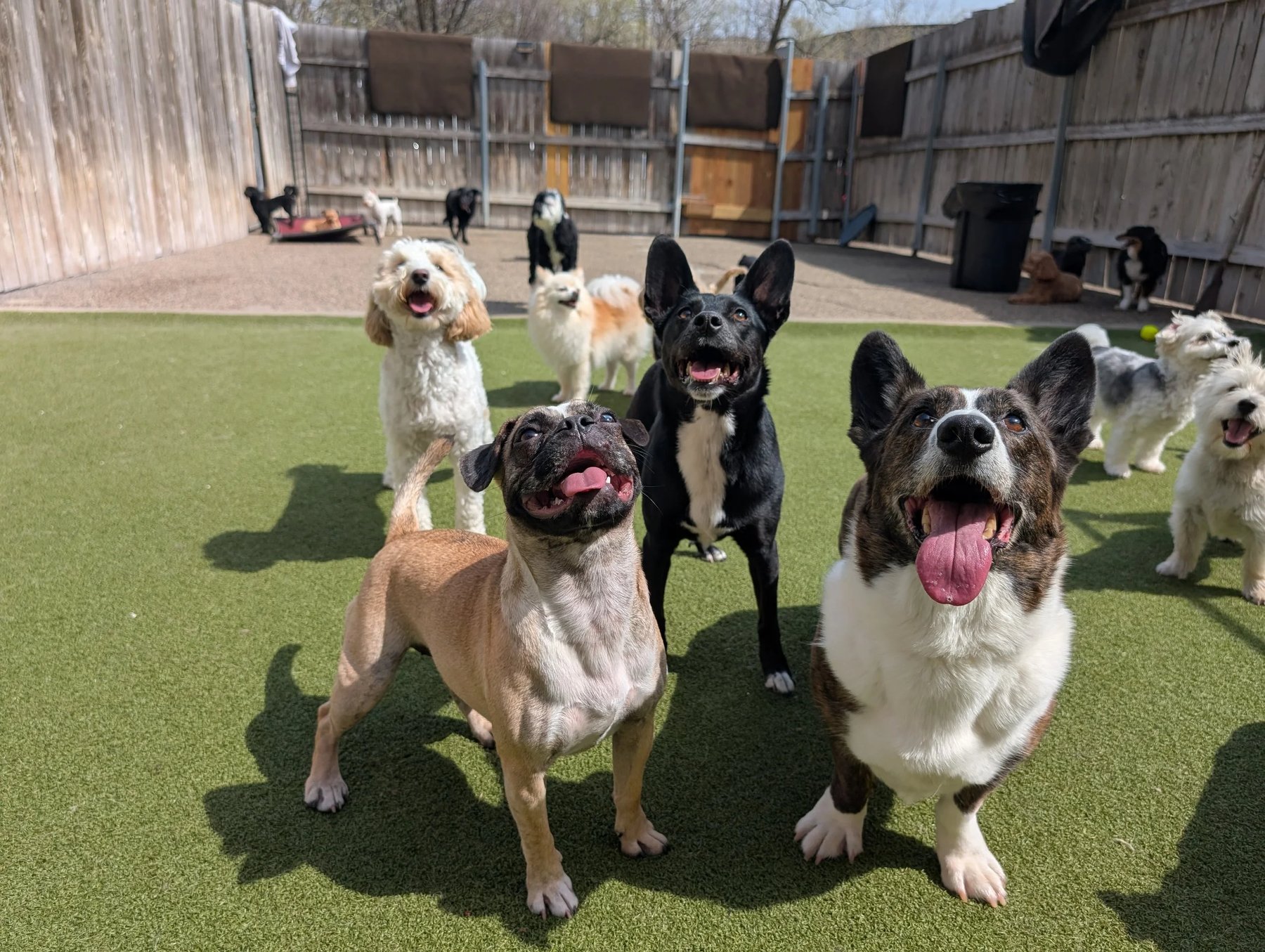 Wag ‘n Woofs