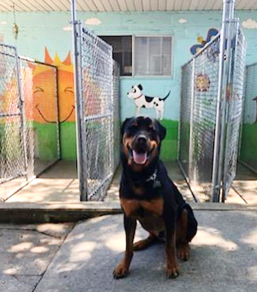Doggy Be Good Kennel Camp & Grooming Salon