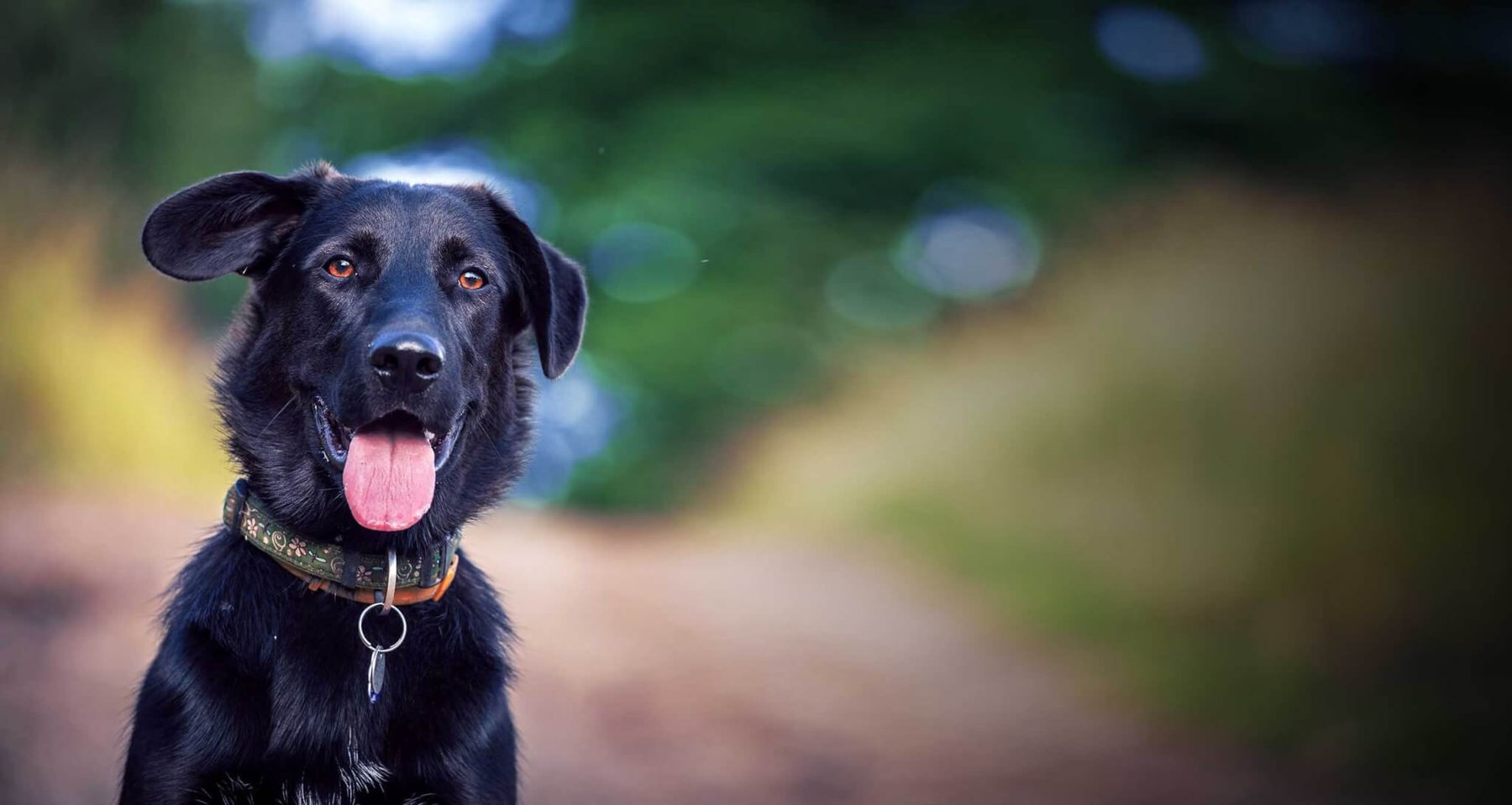 Twin Cities Obedience Training Club