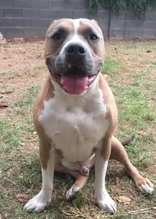 All Dogs Training AZ