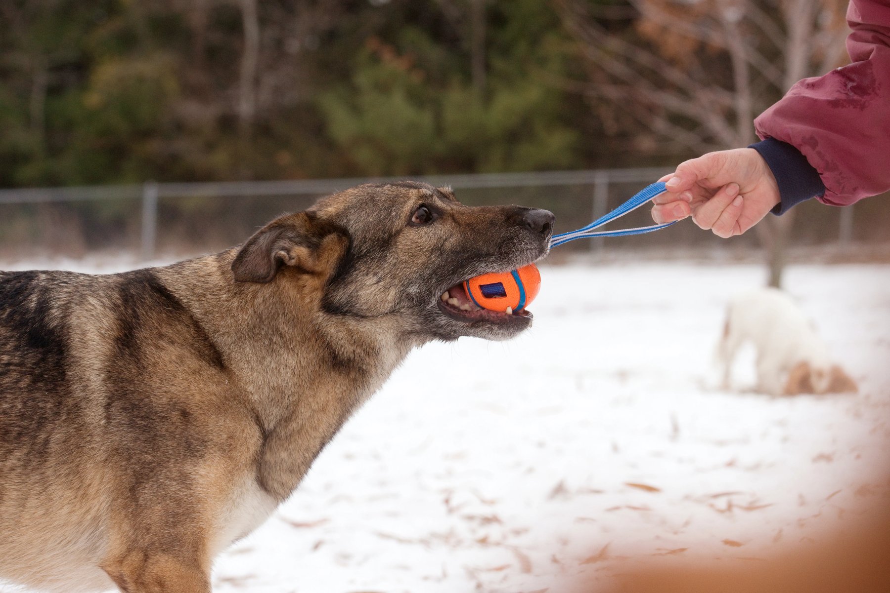 Cloud Nine Training School for Dogs