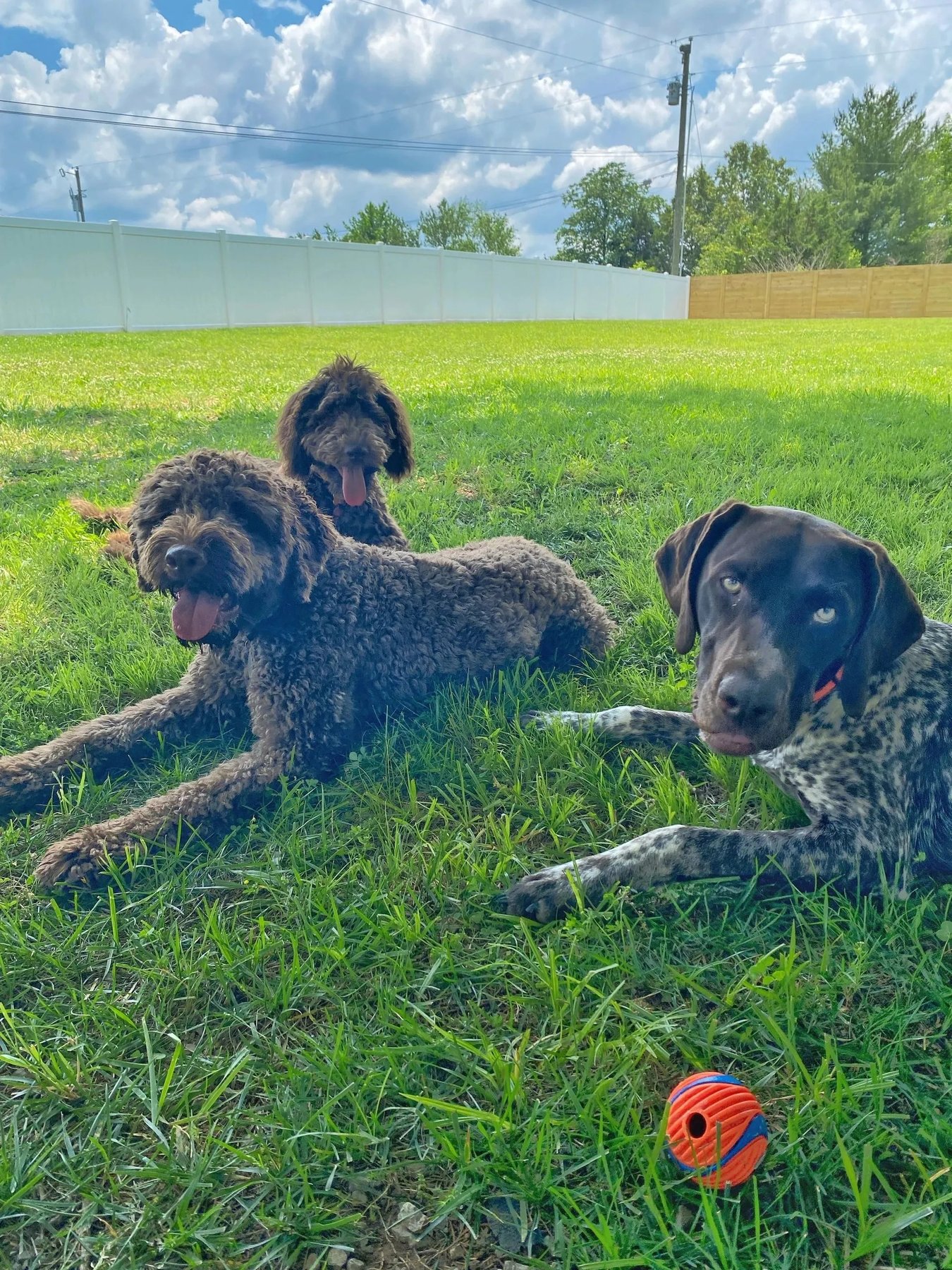Always Training K9s