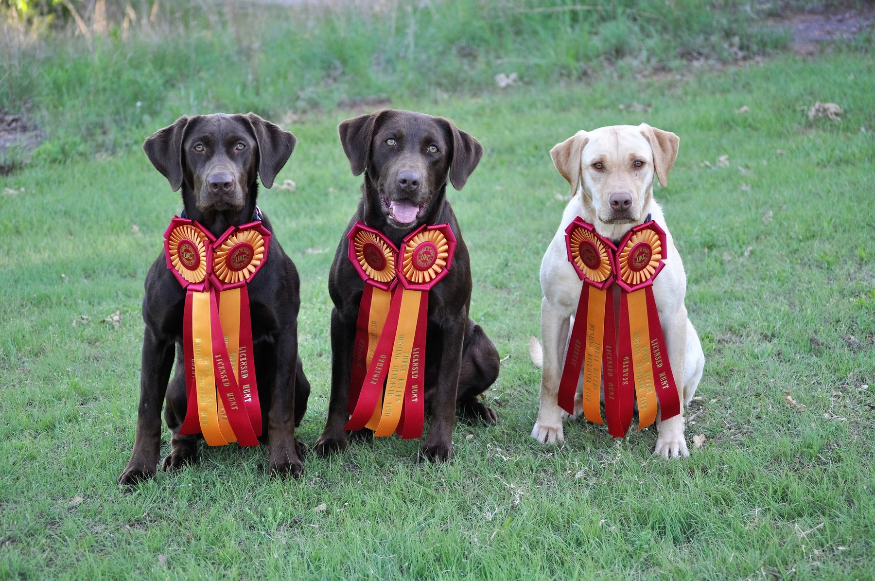 Circle T Retrievers