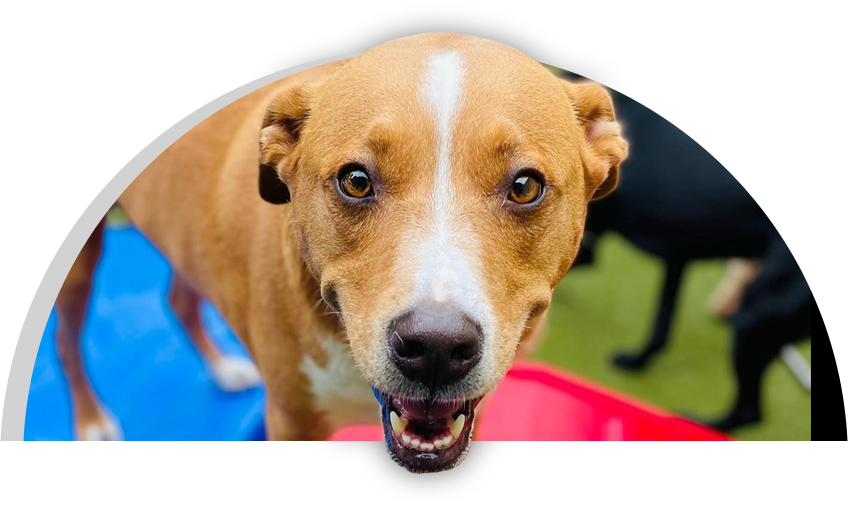 Puppy Haven – Buckhead
