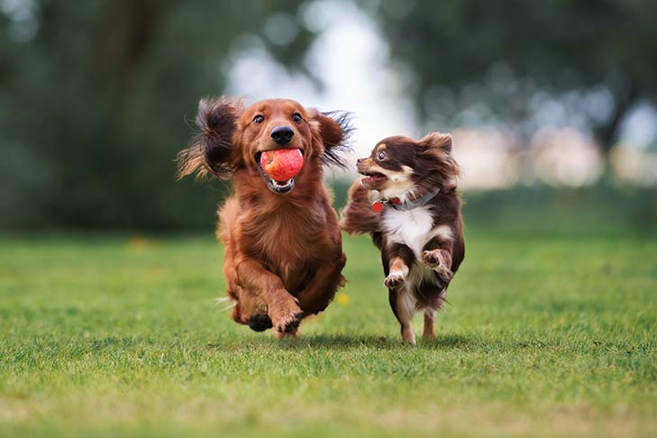 Merrimac Dog Training Club