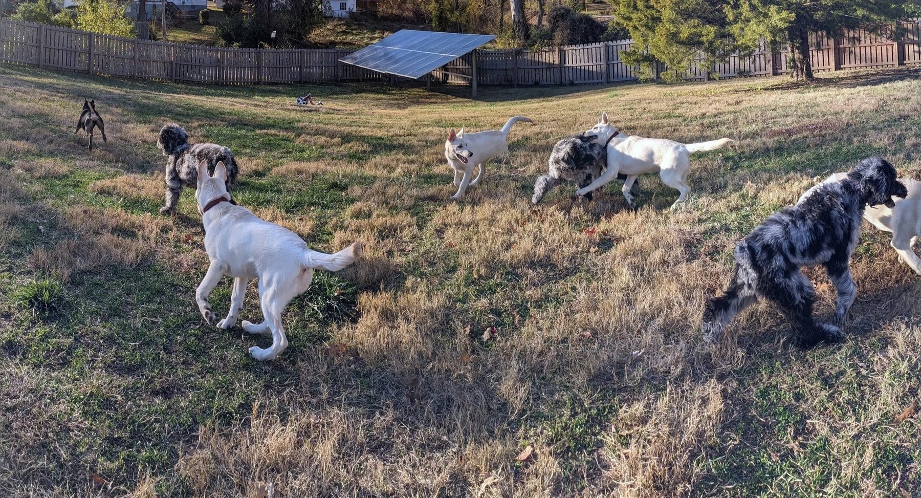 Hyped Hounds