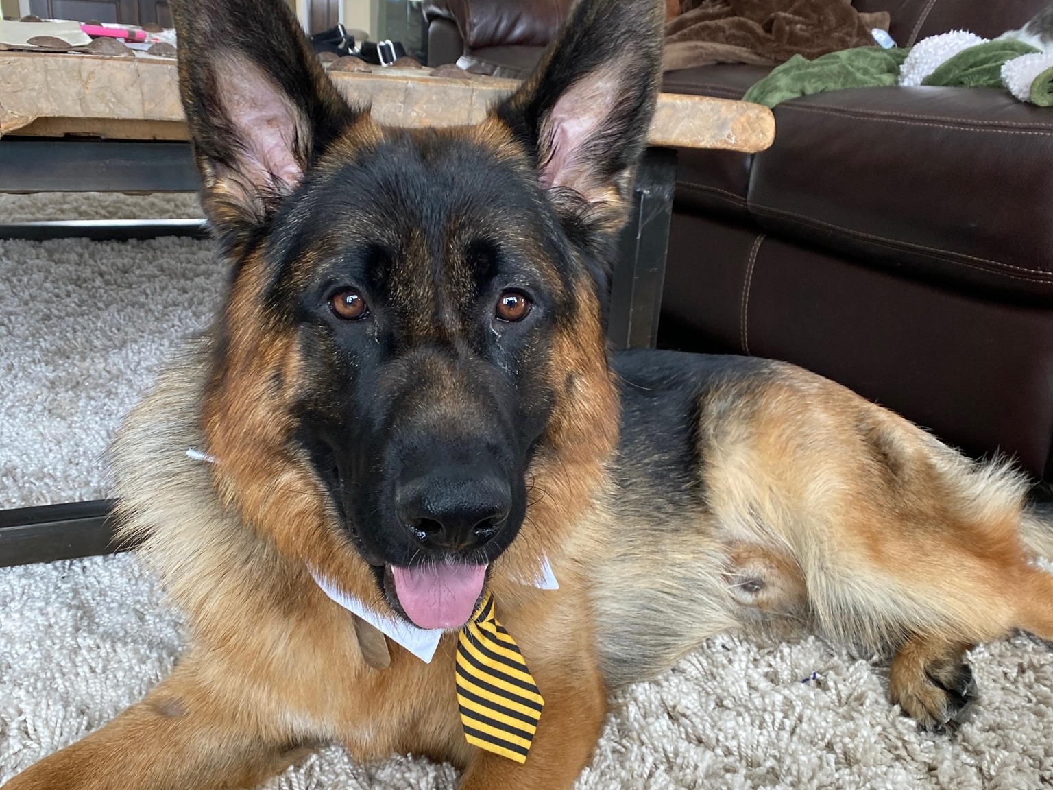 Pawzitive Outcomes — dog trainer in Minneapolis, MN