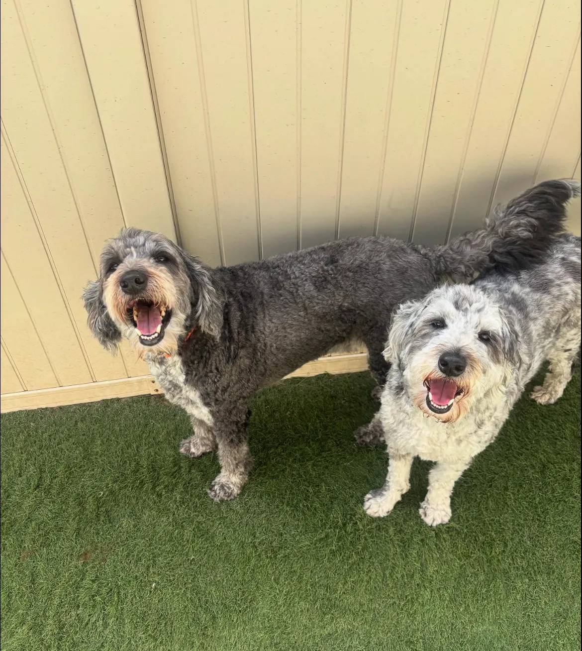 Doggie Business, LLC