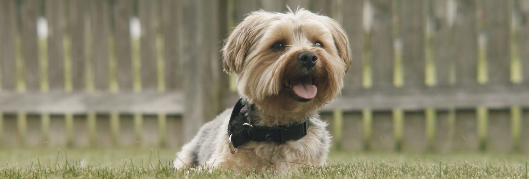 Perfect Manners Dog Training