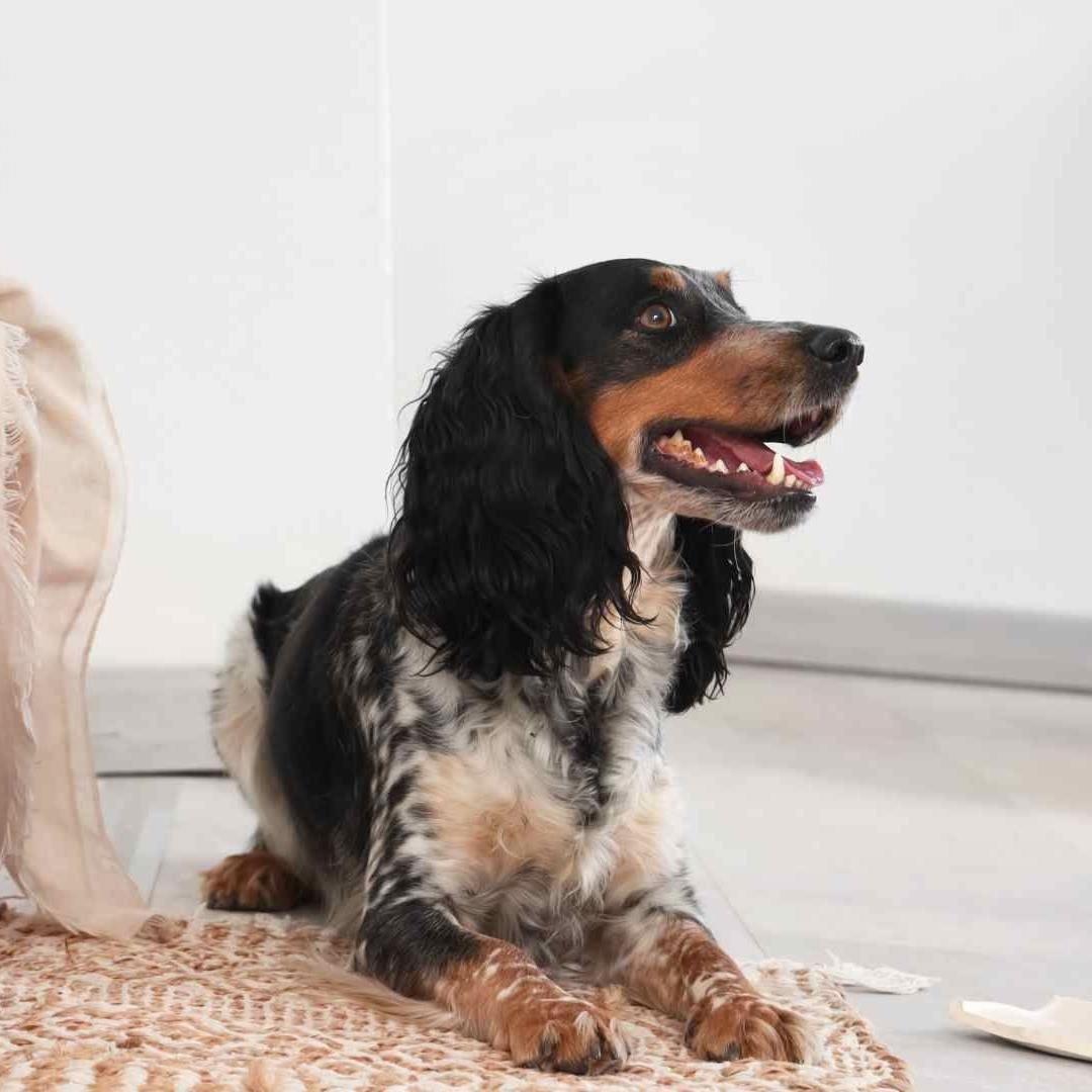 Pocket Dog Trainer