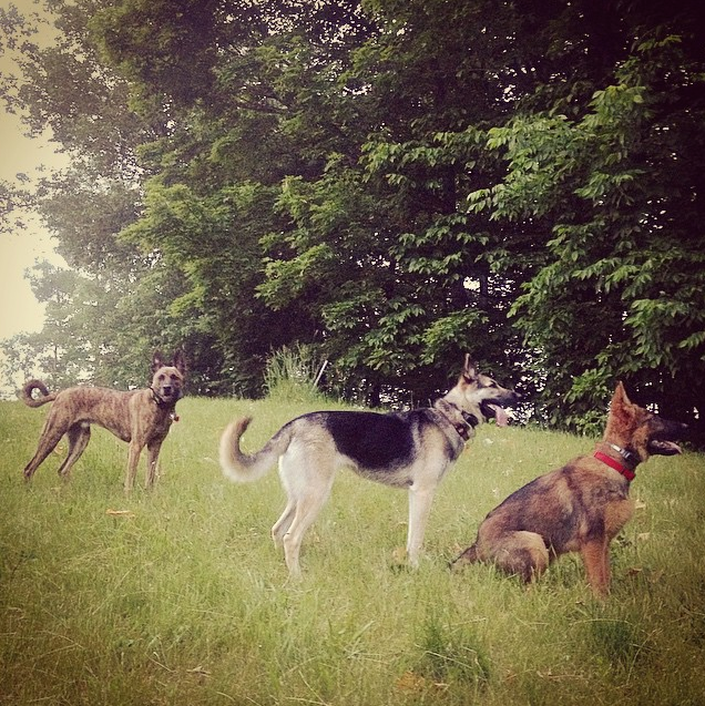 Mannered Mutts Dog Training
