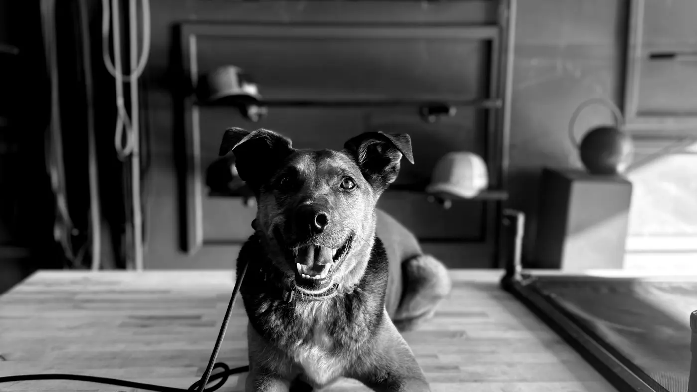 Zrodfx K9 Dog Training