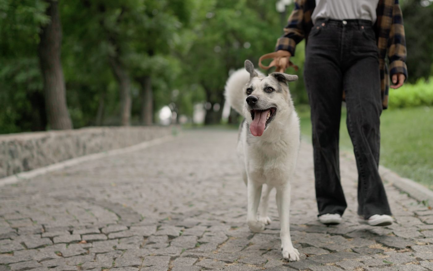 Neighborly Leash