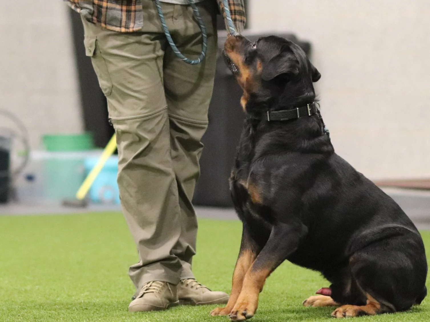 Imperial Canine Obedience — dog trainer in Des Moines, IA