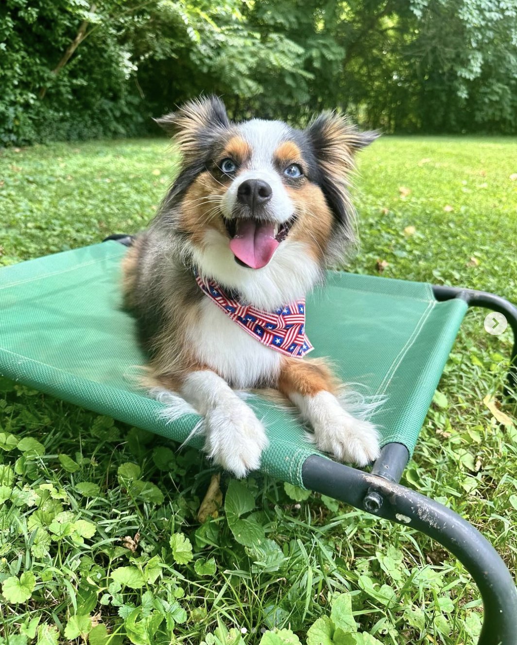 Nashville Family Dogs