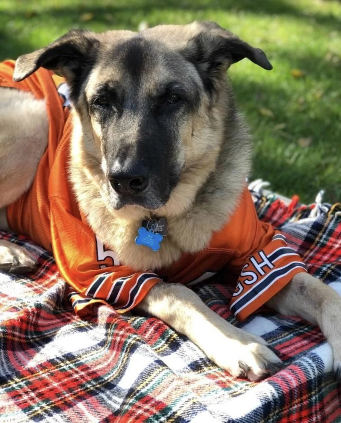 Bear Down Dog Training LLC