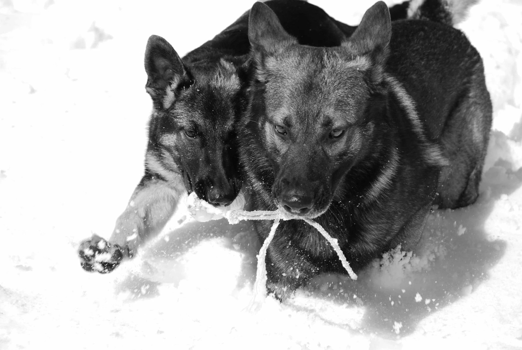 Canine Consultants Behavior & Training Center