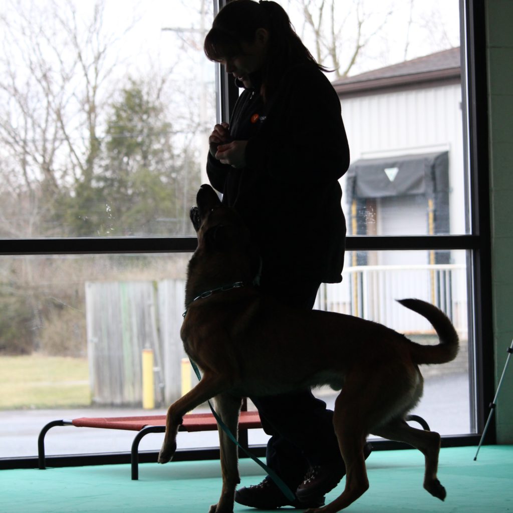 All Phase K9 Training Center