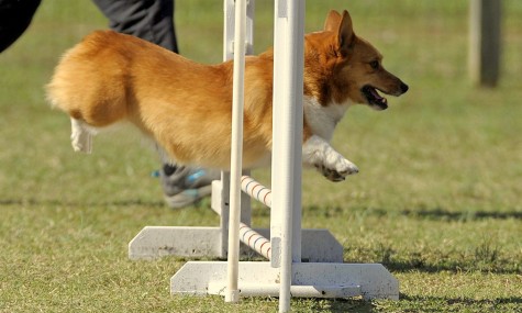 Playful Pups & Performance Training, Inc.