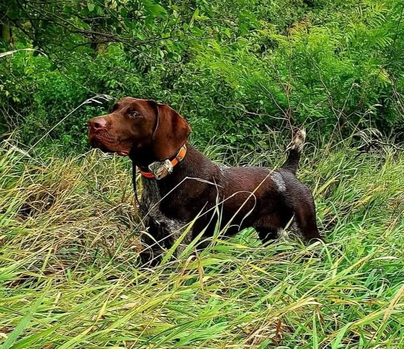 Phillips Gun Dogs LLC