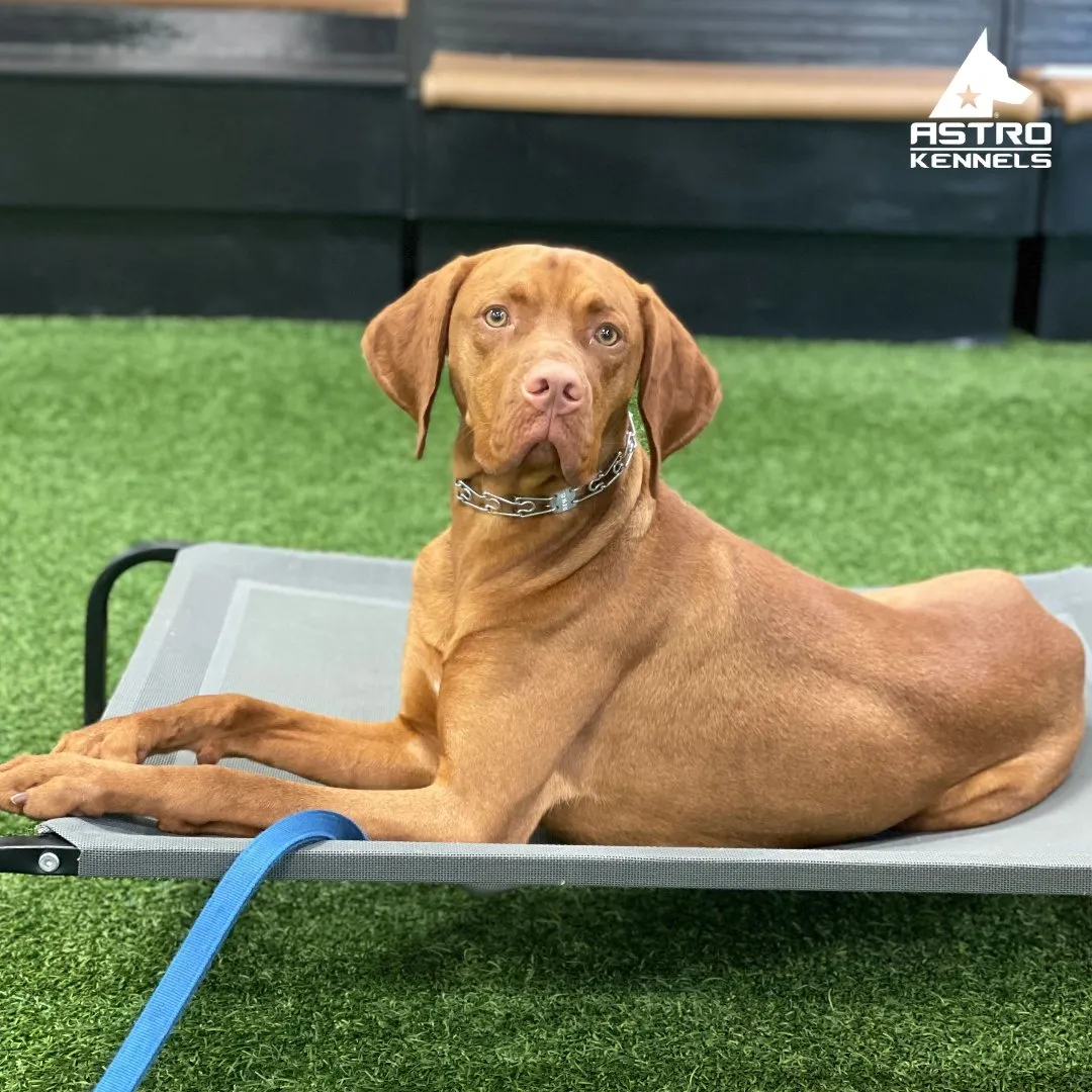 Astro Kennels