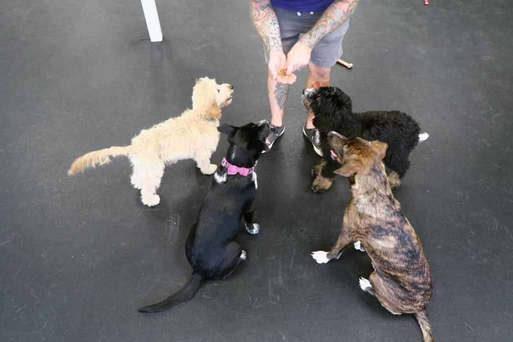 Mandeville Canine Academy
